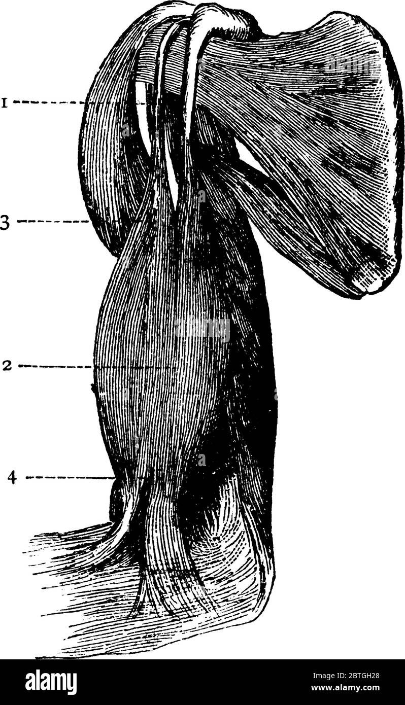 Les muscles du biceps se contractent pour relever l'avant-bras, '1 et 3', représentant deux têtes attachées à l'épaule; '2 et 4', représentant, se contractant Illustration de Vecteur