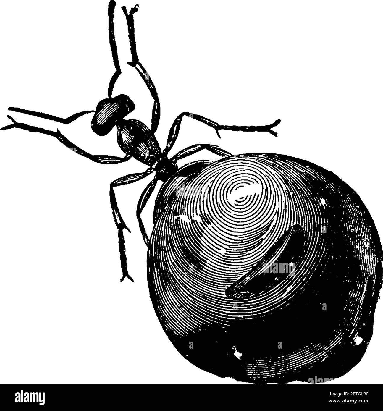 Miel-ant, espèce Myrmecocystus meliger, rempli de miel et a un ventre gonflé en pot, dessin de ligne vintage ou illustration de gravure. Illustration de Vecteur