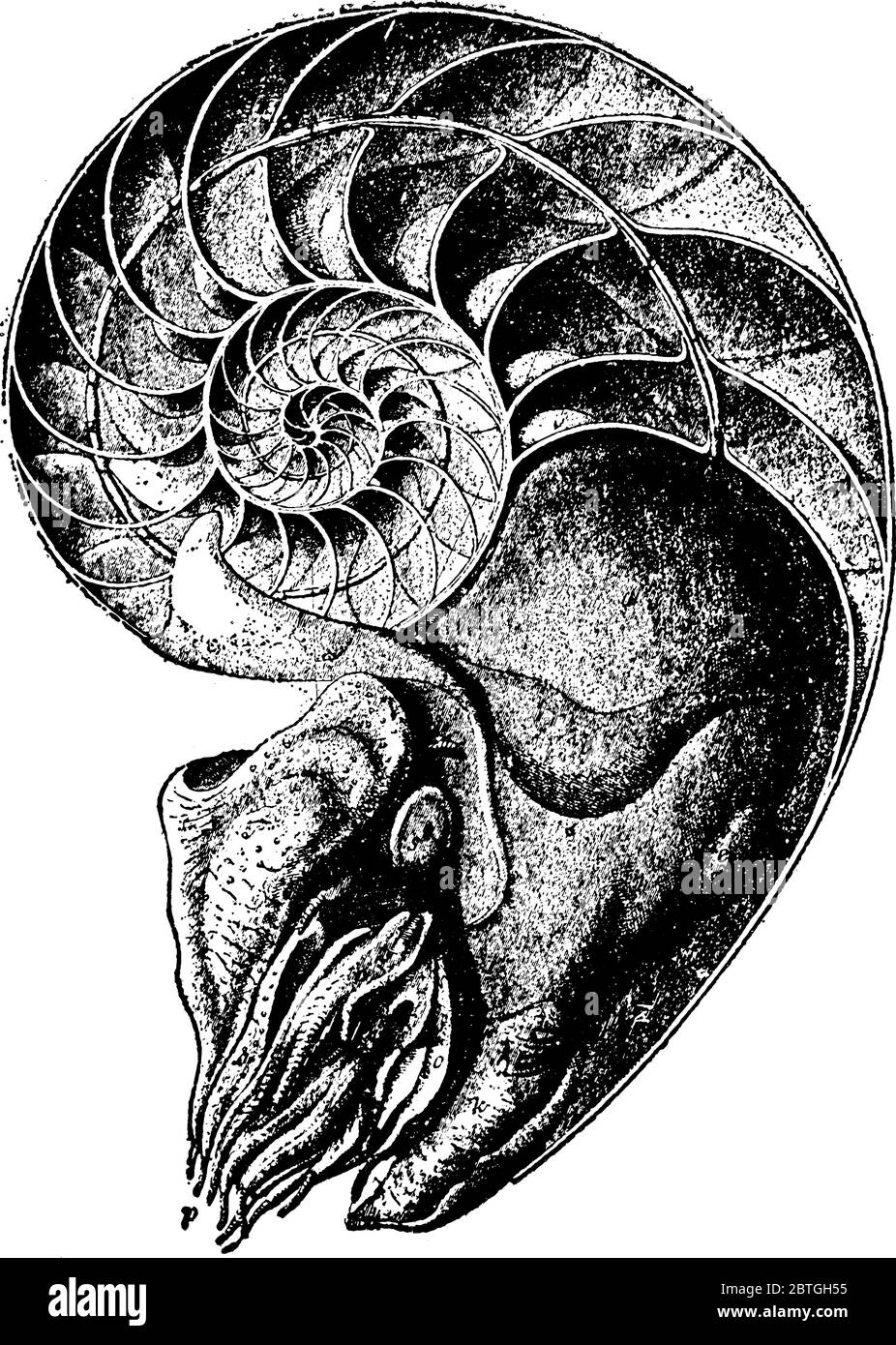 C'est nautilus chambered, qui est des escargots comme créature marine à l'intérieur d'une coquille, dessin de ligne vintage ou illustration de gravure. Illustration de Vecteur