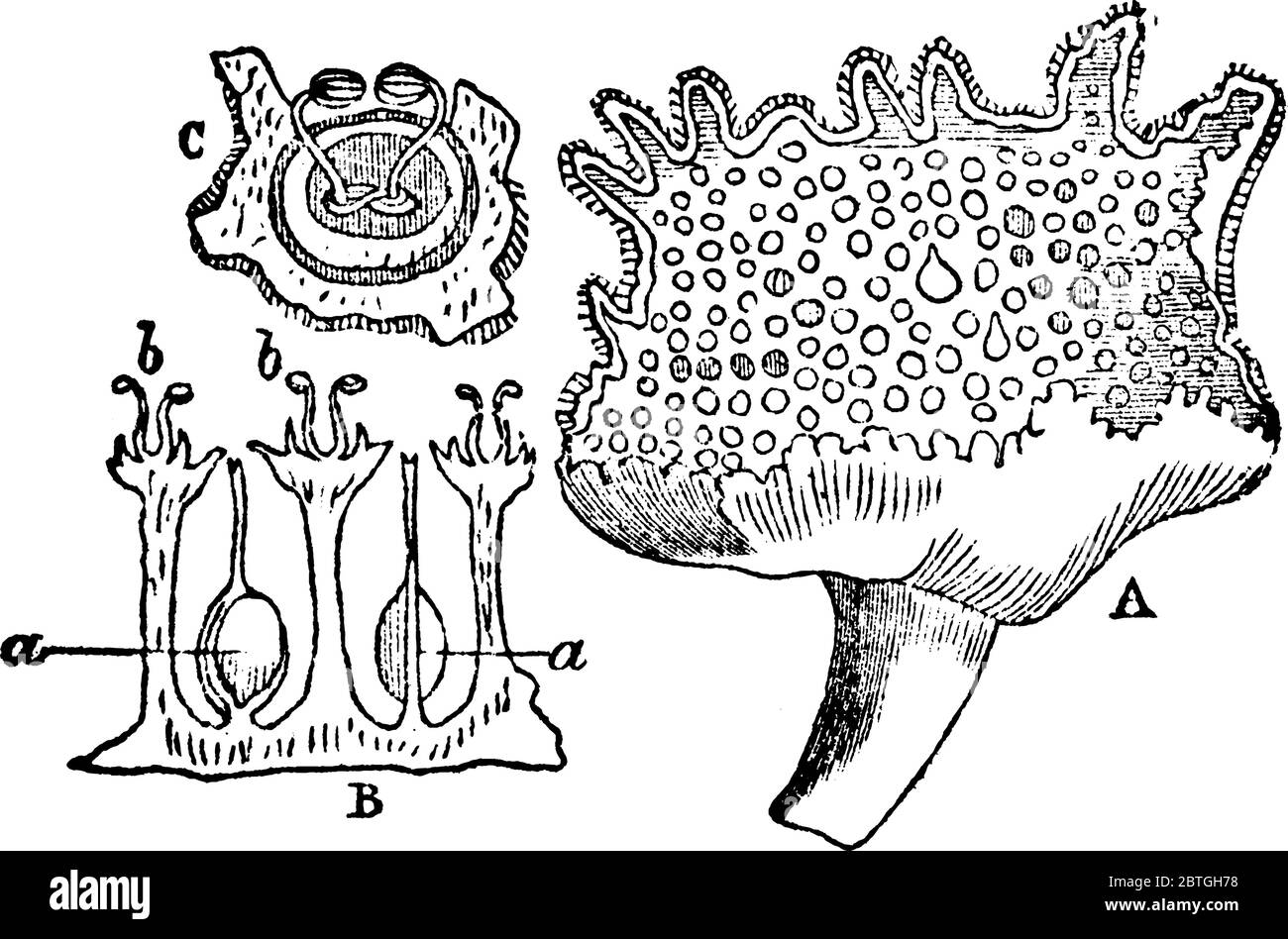 Il se compose des stocks de racines (rhizomes) de différentes espèces de Dorstenia, une plante tropicale américaine de l'ordre naturel des Moraceae. Le genre est rem Illustration de Vecteur