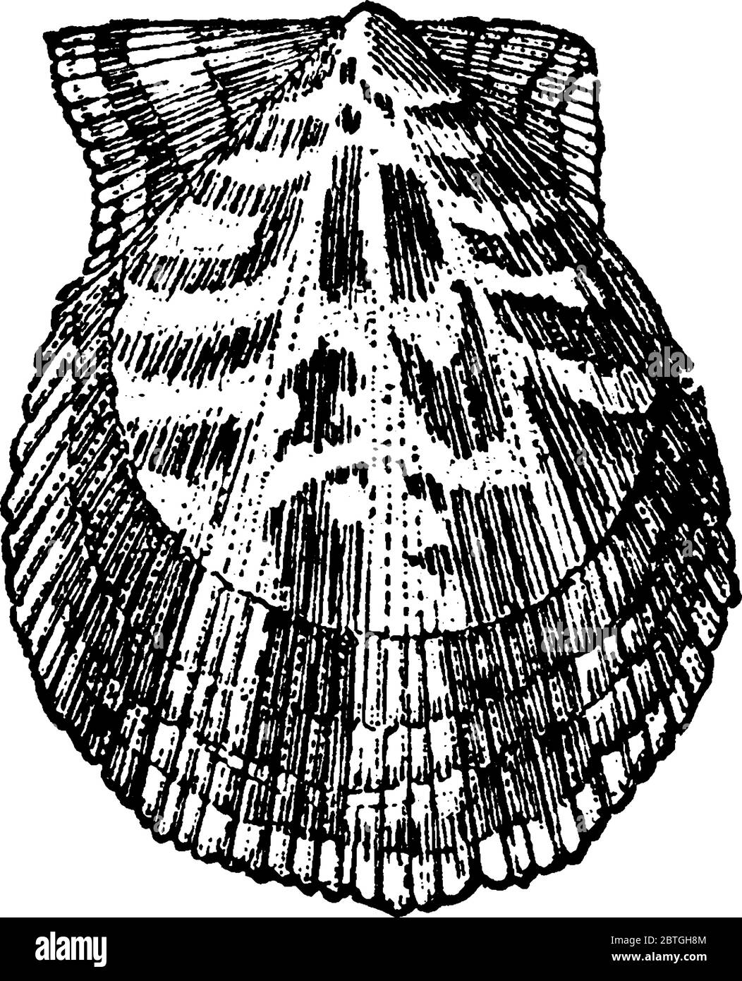 Représentation typique du pétoncle, mollusque bivalve marine de la famille des Pectinidae, dessin de lignes millésimés ou illustration de la gravure. Illustration de Vecteur