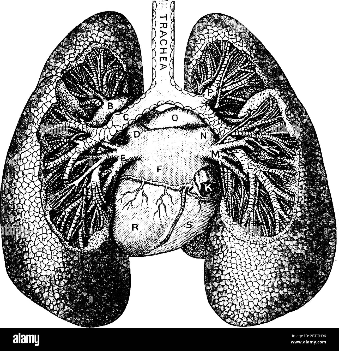 L'oxygène pénètre dans les poumons humains comme partie de l'air qu'ils respirent, avec les parties représentées, A, division de la bronche gauche au lobe supérieur; B, branche gauche Illustration de Vecteur