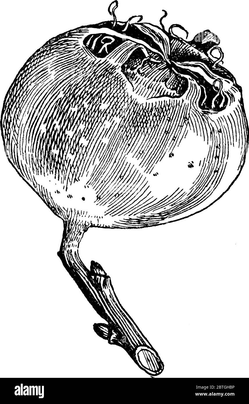 Medlar est un grand arbuste petit fruit d'arbre qui est mangé cru, vintage dessin de ligne ou illustration de gravure. Illustration de Vecteur