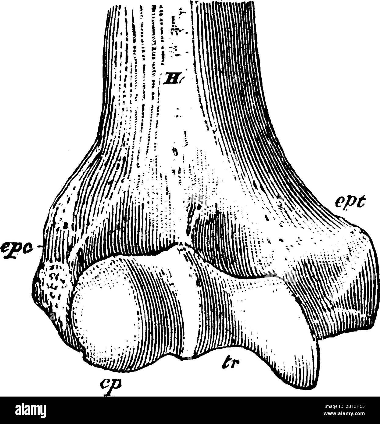 Vue antérieure, extrémité distale, de l'humérus droit d'un homme, avec ses parties étiquetées, dessin de ligne vintage ou illustration de gravure. Illustration de Vecteur Vue antérieure, extrémité distale, de l'humérus droit d'un homme, avec ses parties étiquetées, dessin de ligne vintage ou illustration de gravure. Illustration de Vecteur