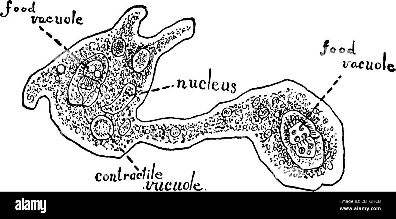 Image montrant la multiplication de l'amibe par fission binaire, dessin de ligne vintage ou illustration de gravure. Illustration de Vecteur