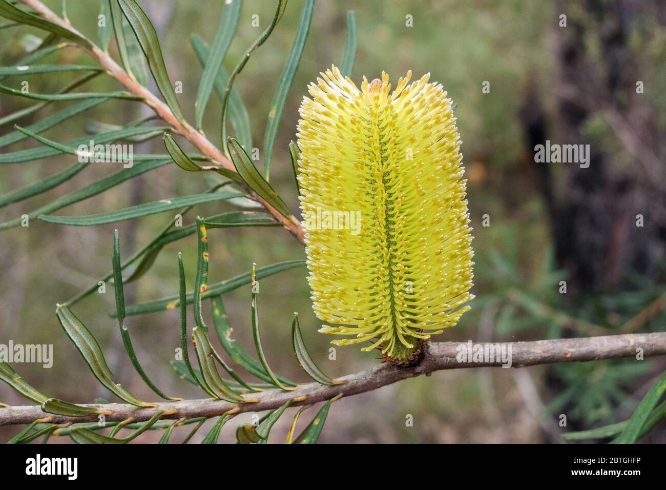 Plante de banksia d'argent en fleur Banque D'Images