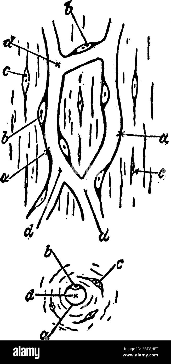 Représentation typique de la vue en coupe d'un capillaire vue d'en haut, avec ses parties étiquetées comme la paroi du capillaire, les noyaux, le Illustration de Vecteur