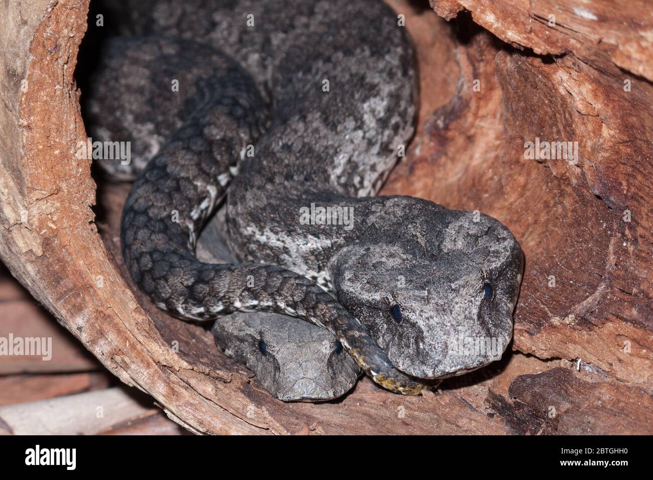 L'adder de la mort commune dans le rondin creux Banque D'Images