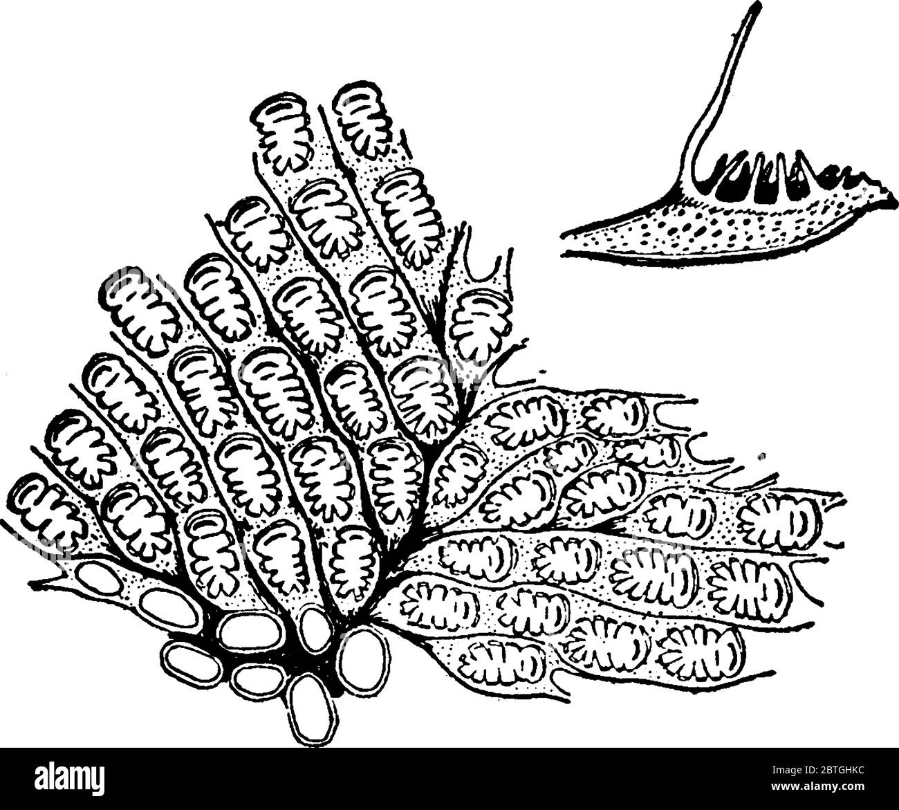 La figure montre un invertébrés aquatiques sédentaires du phylum Bryozoa, qui comprend les animaux de la mousse, un dessin de ligne vintage ou une illustration de gravure. Illustration de Vecteur