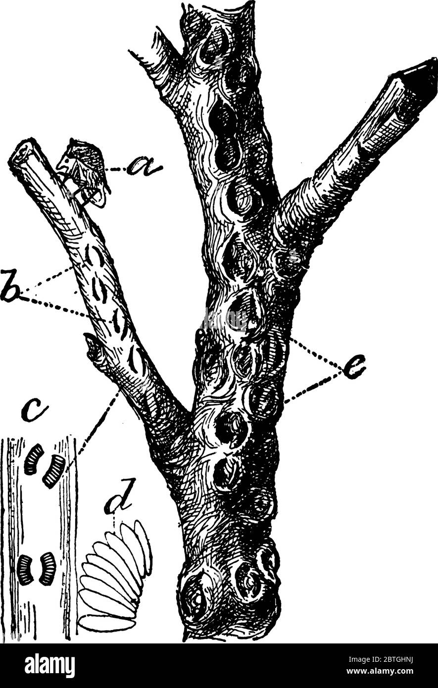 A, Ceresa bubalus, oviposting dans les fentes; b, les oeufs; d, disposés comme à c, vieux, piqûres marquées, montré à e., dessin de ligne vintage ou gravure illus Illustration de Vecteur