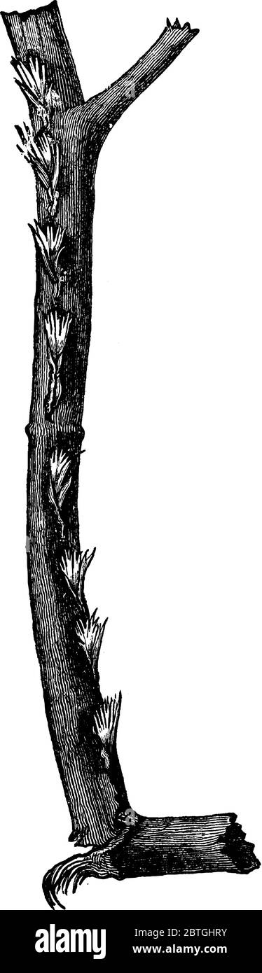 Image de ponctions aux oeufs de Cicada, fraîchement confectionné, dessin de ligne vintage ou illustration de gravure. Illustration de Vecteur