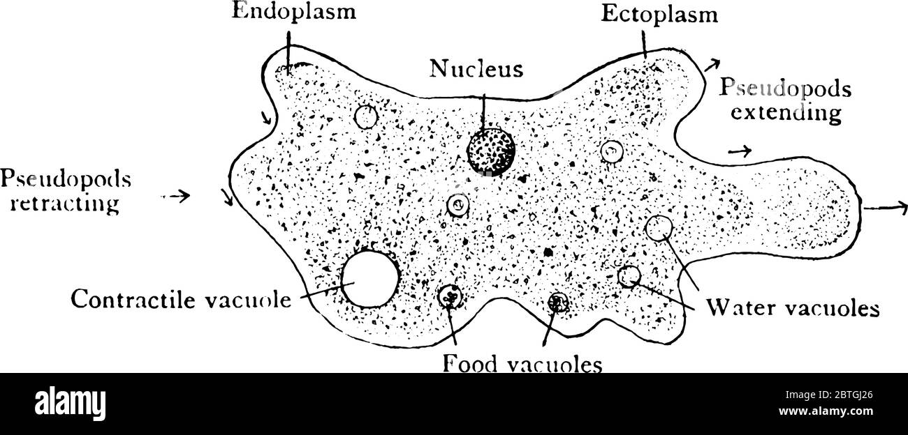 L'amibe est un organisme eucaryote unicellulaire capable de changer sa forme et de se déplacer au moyen de pseudopodes, de dessins de lignes millésimés ou de gravure illustrat Illustration de Vecteur