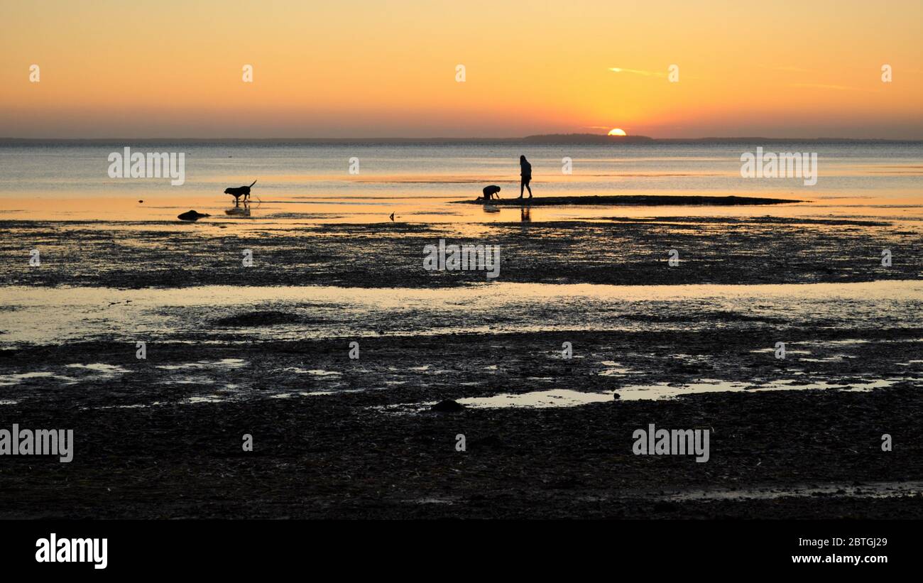 Les enfants et les chiens jouent sur la plage à Sunset, sur la côte de l'Oregon Banque D'Images