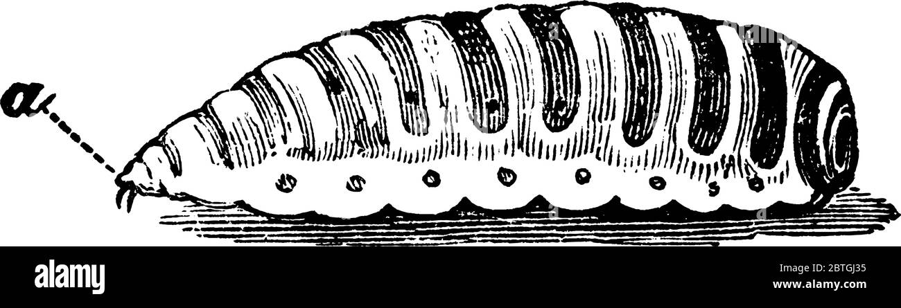 La larve pleine de la mouche de mouton Bot, avec ses parties, comme crochets à bouche, étiquetés. C'est une mouche dans la famille des Oestridae de mouches bot et est connu sous le nom Illustration de Vecteur