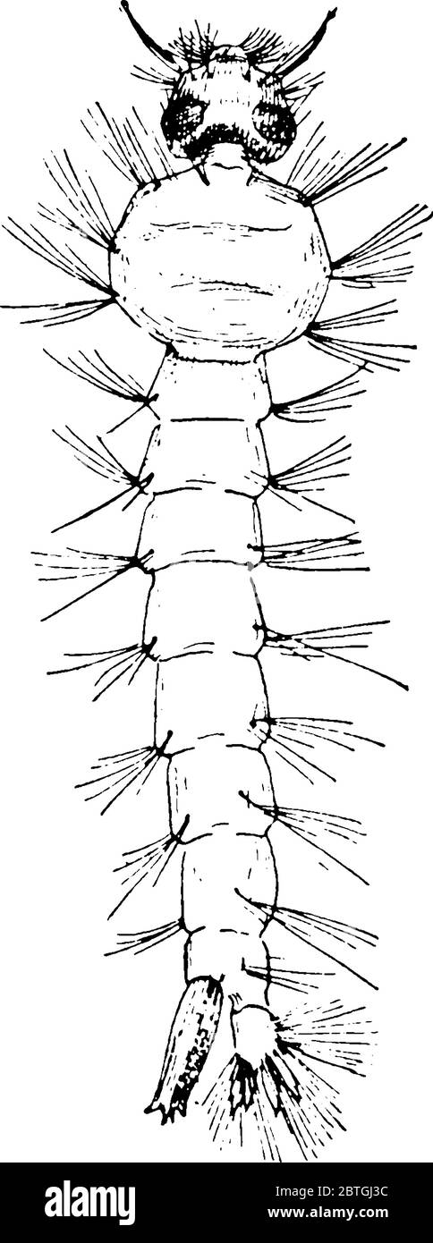 Les moustiques subissent une métamorphose, dans laquelle il y a des étapes distinctes. Cette figure représente le stade larva., dessin de ligne vintage ou la gravure illustrat Illustration de Vecteur