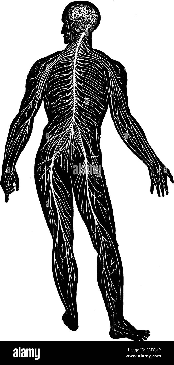 Réseau du système nerveux humain, la moelle épinière est reliée au cerveau et les branches de la moelle épinière sont réparties sur tout le corps, Li vintage Illustration de Vecteur