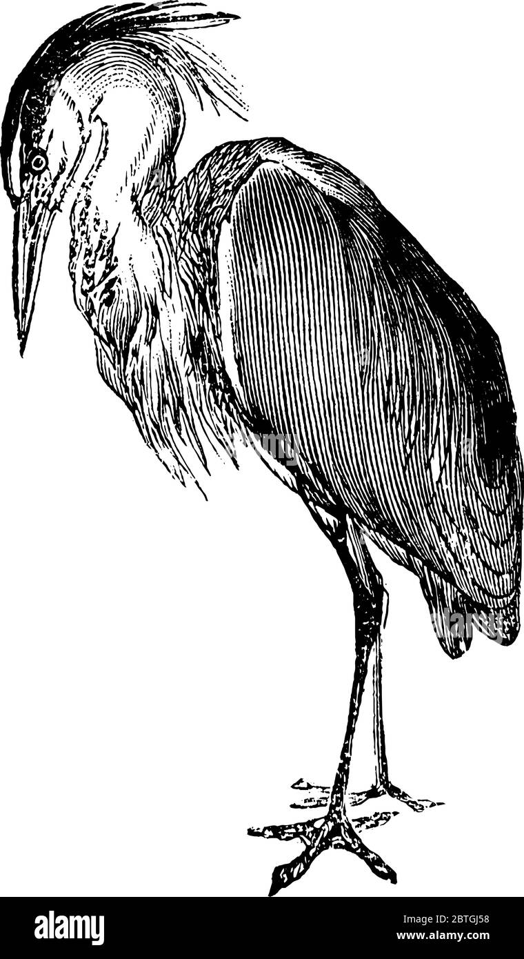 Hérons les petits mammifères, ont de longs becs pointus et pointus, qui les aident à attraper leurs proies. Ils sont généralement trouvés sur les bords des rivières, la Illustration de Vecteur