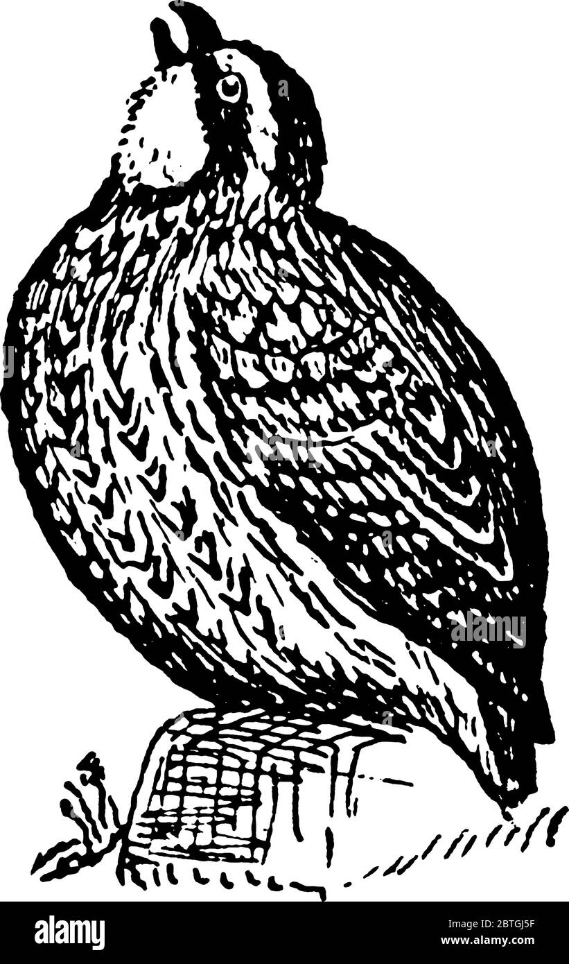 Le Bobwhite du Nord, un oiseau vivant au sol originaire de l'Amérique du Nord et du Nord de l'Amérique centrale et des Caraïbes, dessin ou gravure de lignes millésimes Illustration de Vecteur