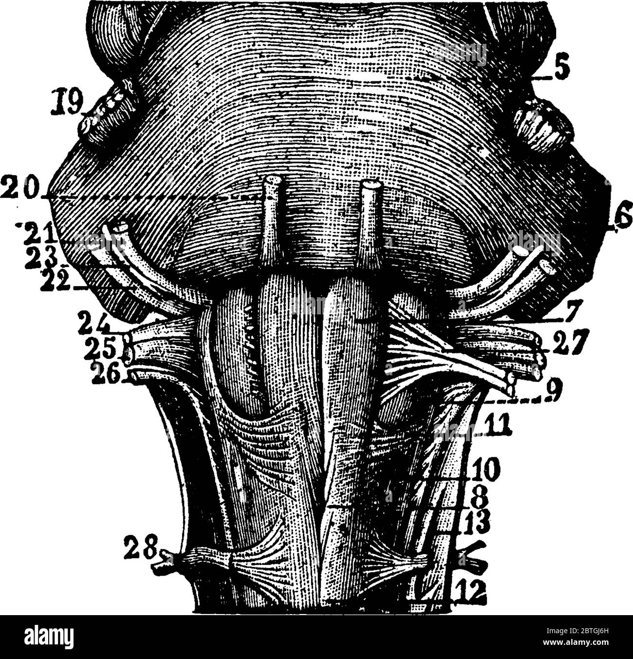 La medulla oblongata situé au tronc de cerveau ses fonctions sont involontaires, ou fait sans pensée, vintage dessin de ligne ou illustration de gravure. Illustration de Vecteur La medulla oblongata situé au tronc de cerveau ses fonctions sont involontaires, ou fait sans pensée, vintage dessin de ligne ou illustration de gravure. Illustration de Vecteur