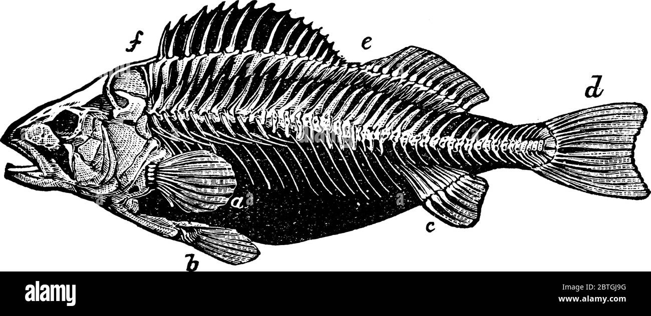 Squelette de perchoir montrant une ossature et de petits os, dessin de ligne vintage ou illustration de gravure. Illustration de Vecteur