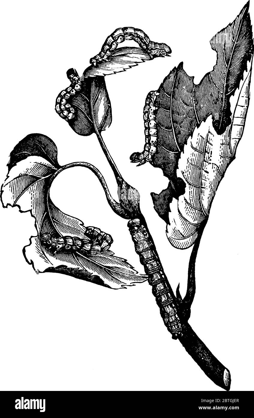 Des larves de différentes tailles de la teigne, Hybernia tiliaria, rampant sur un arbre de chaux, avec son corps tacheté et sengmented, dessin de ligne vintage Illustration de Vecteur