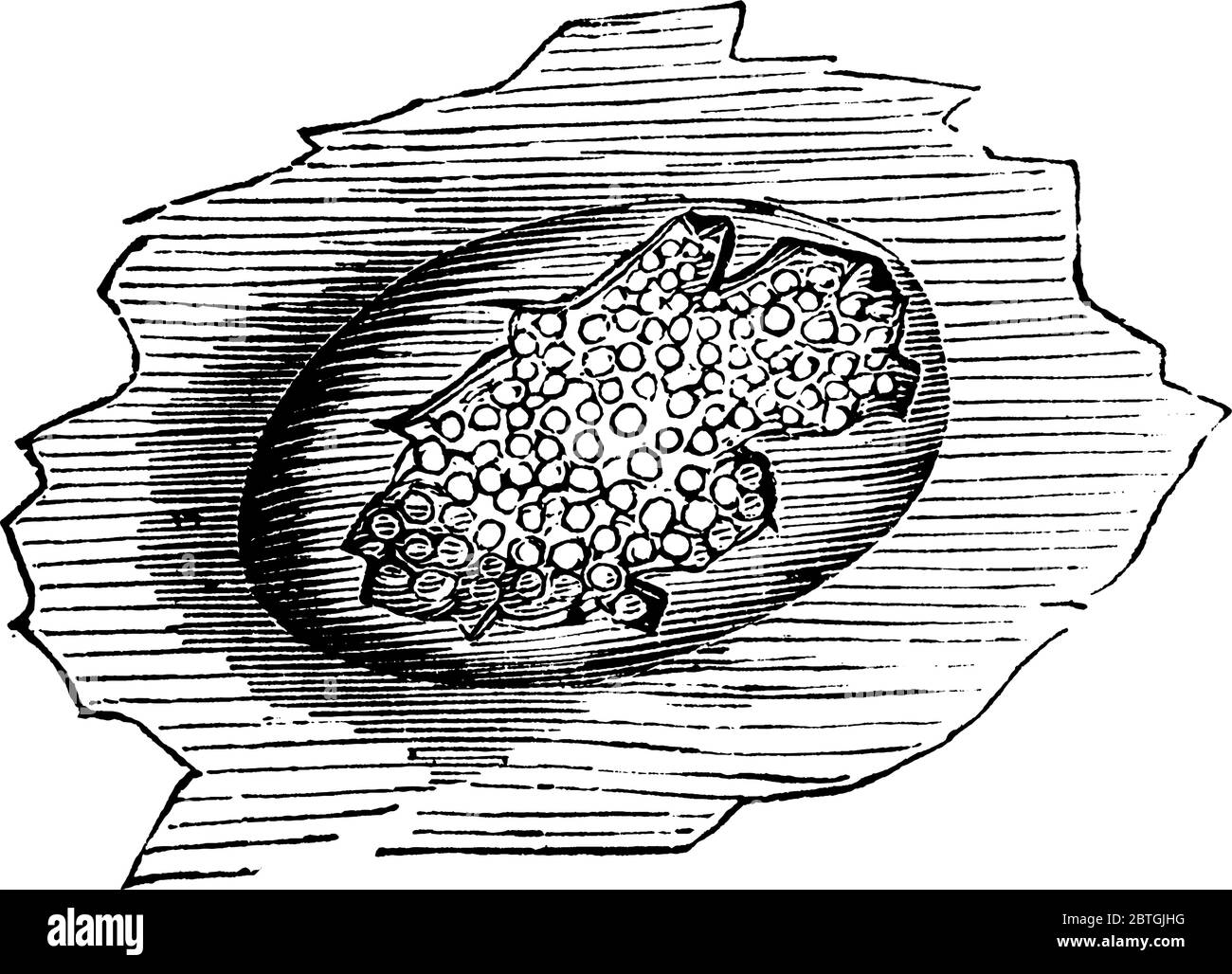 Kystes sur feuilles de rose, dessin de ligne vintage ou illustration de gravure. Illustration de Vecteur