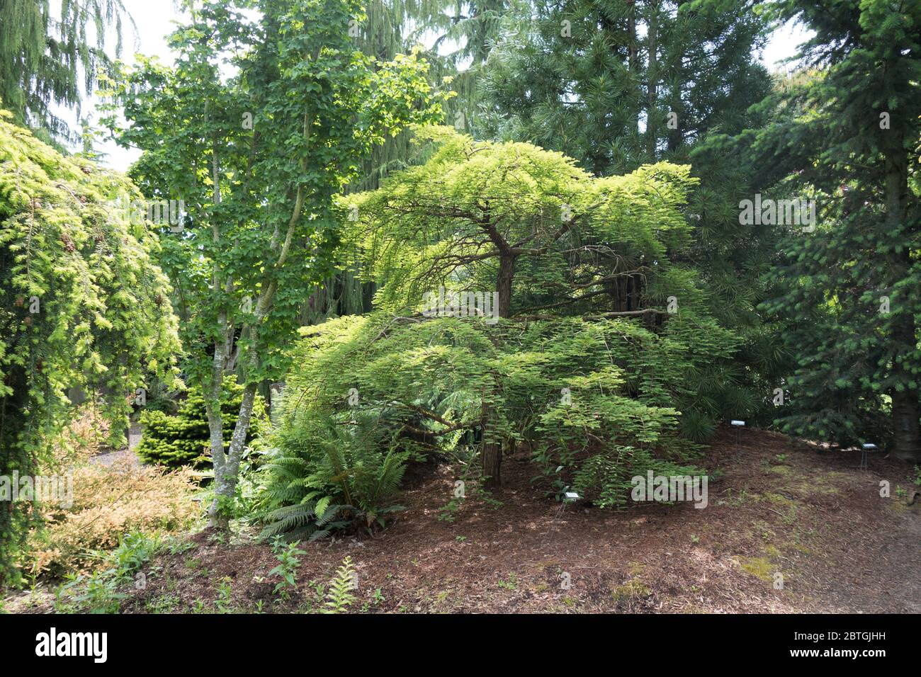 Le jardin de conifères de l'Oregon Garden à Silverton, Oregon, États-Unis. Banque D'Images