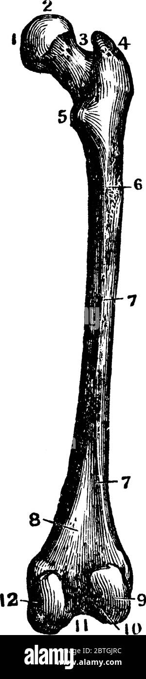 L'os de la queue est l'os le plus long et le plus fort du corps humain, également connu sous le nom de fémur, dessin de ligne vintage ou illustration de gravure. Illustration de Vecteur