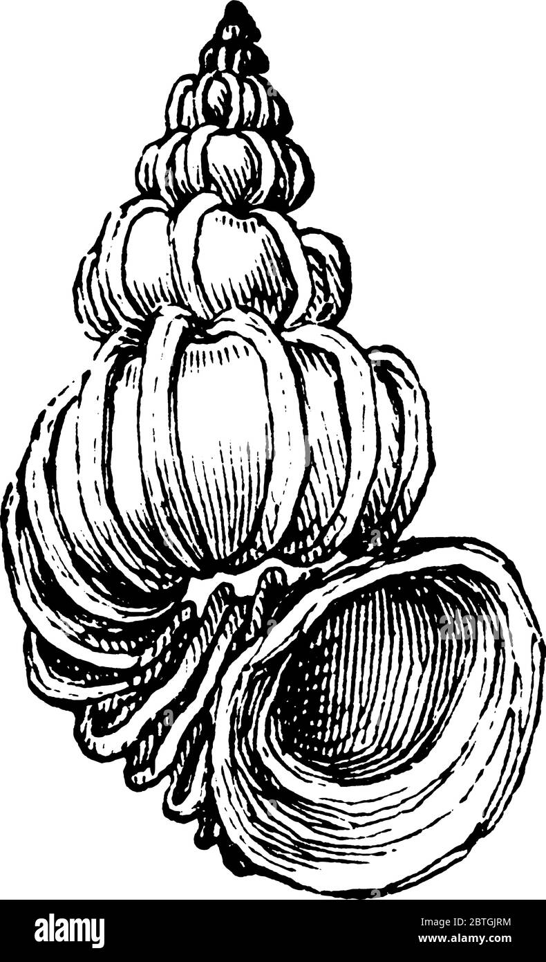 Le piège à wentle, un mollusque de gastropodes nommé d'après son apparence d'escalier en spirale, dessin de ligne vintage ou illustration de gravure. Illustration de Vecteur