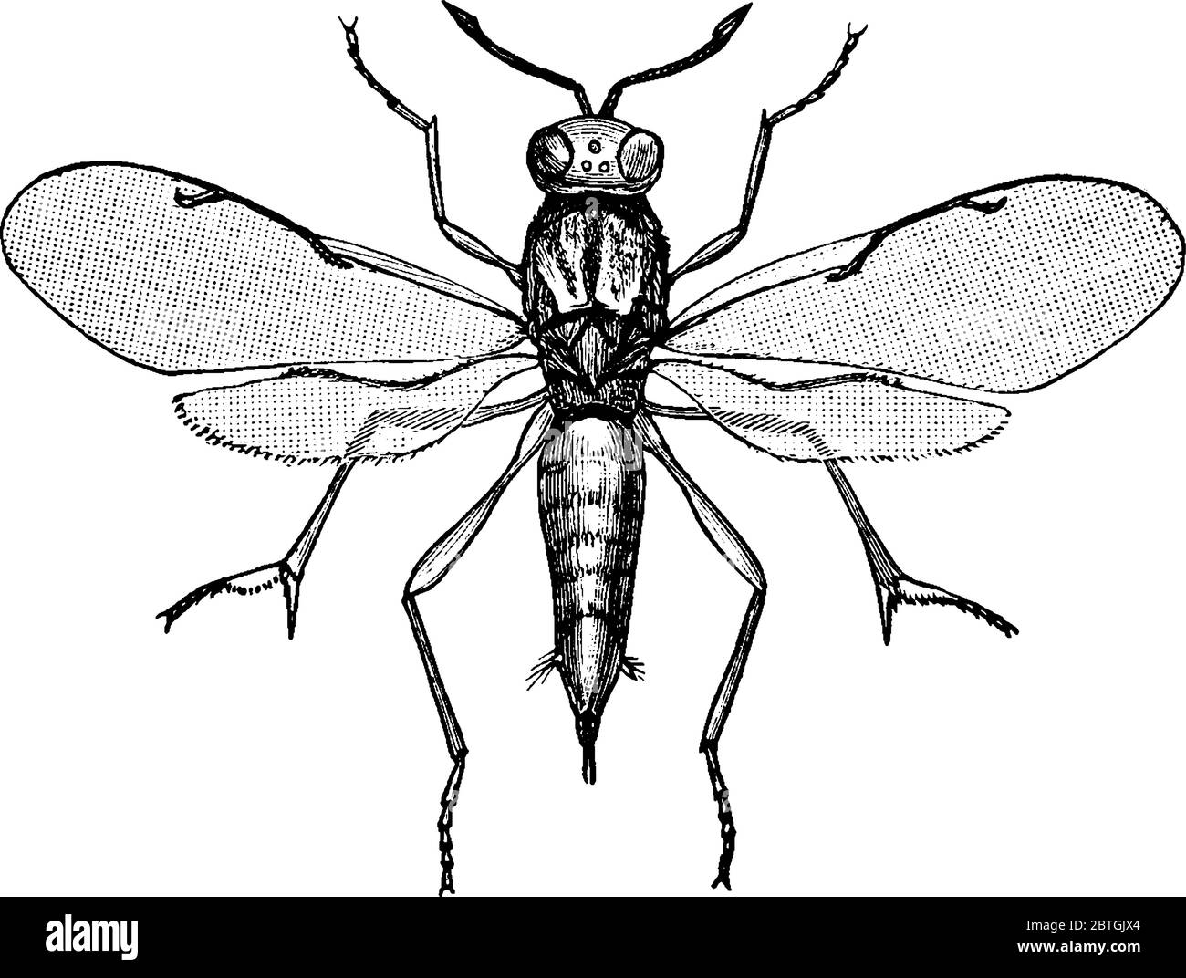 Le schéma de la guêpe chalcide est une minuscule guêpe parasite de couleur métallique d'un grand groupe dont les membres pondent des œufs à l'intérieur des œufs d'autres inses Illustration de Vecteur