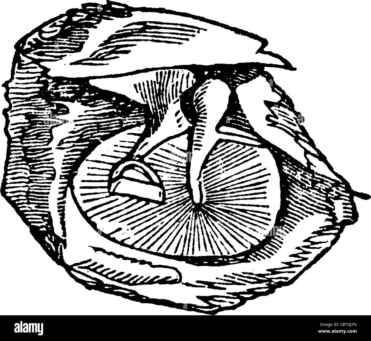 Un diagramme dans lequel la structure interne complète des oreilles humaines est montrée, un dessin de ligne vintage ou une illustration de gravure. Illustration de Vecteur Un diagramme dans lequel la structure interne complète des oreilles humaines est montrée, un dessin de ligne vintage ou une illustration de gravure. Illustration de Vecteur