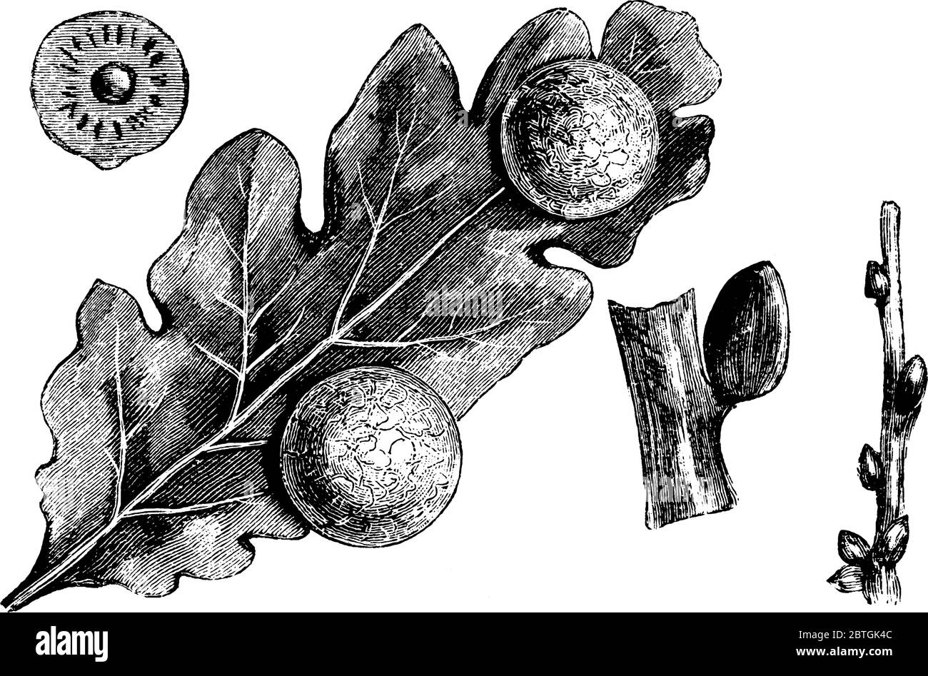 Des galettes de chêne sur les feuilles et leurs sections, dessin de ligne vintage ou illustration de gravure. Illustration de Vecteur