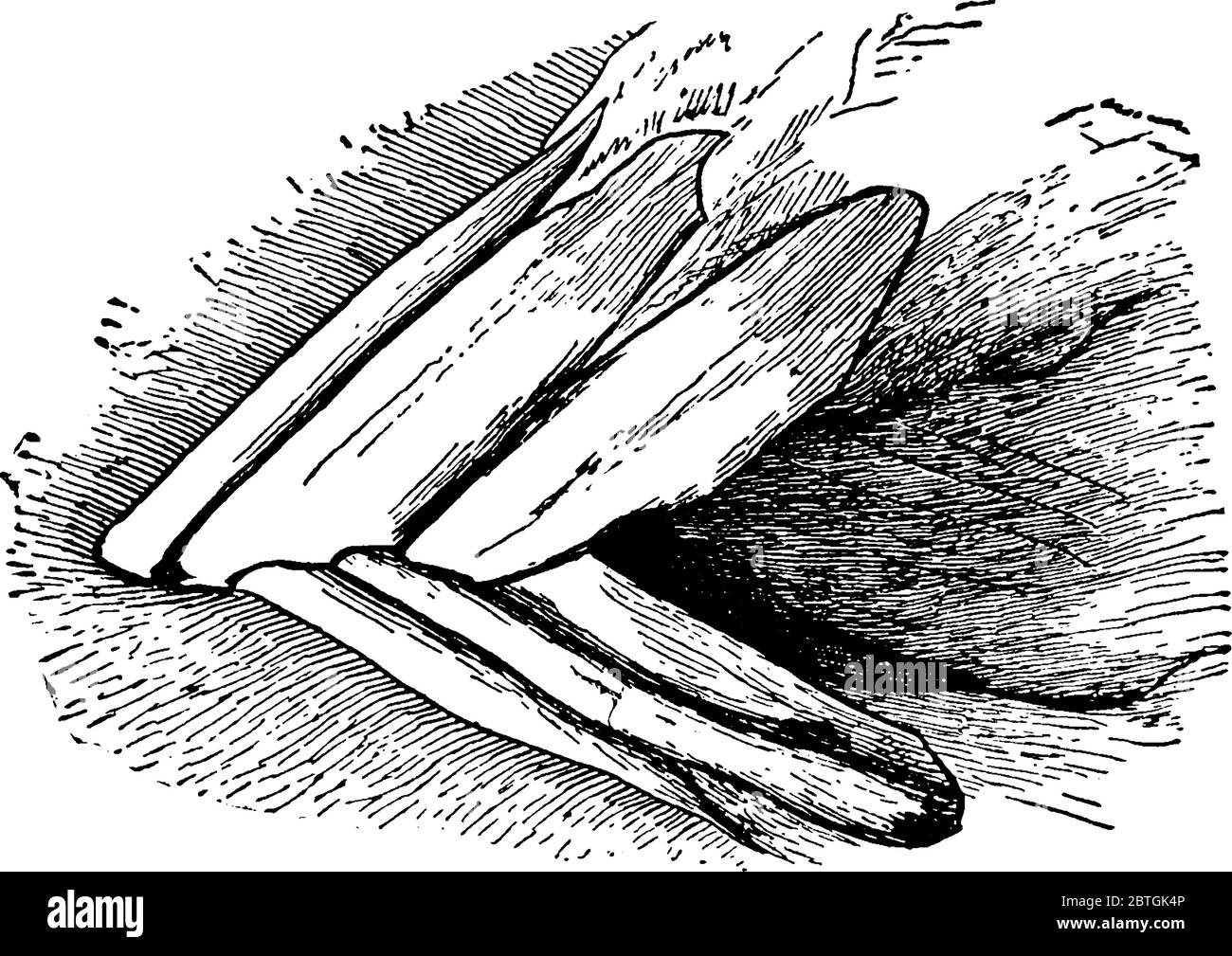 Mâchoire de jeune cheval castré mâle (vue latérale), dessin de ligne vintage ou illustration de gravure. Illustration de Vecteur