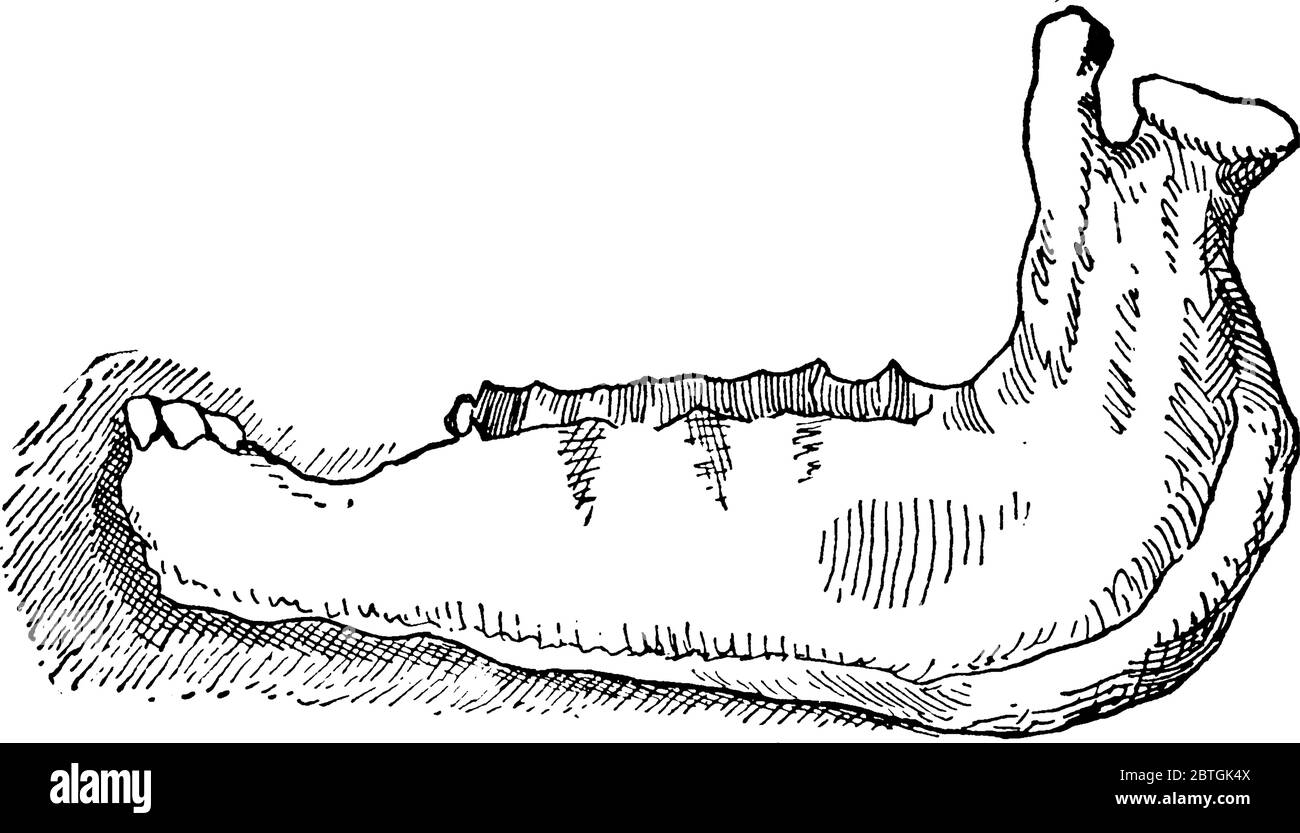 Mâchoire de jeune cheval mâle non castré (vue latérale), dessin de ligne vintage ou illustration de gravure. Illustration de Vecteur