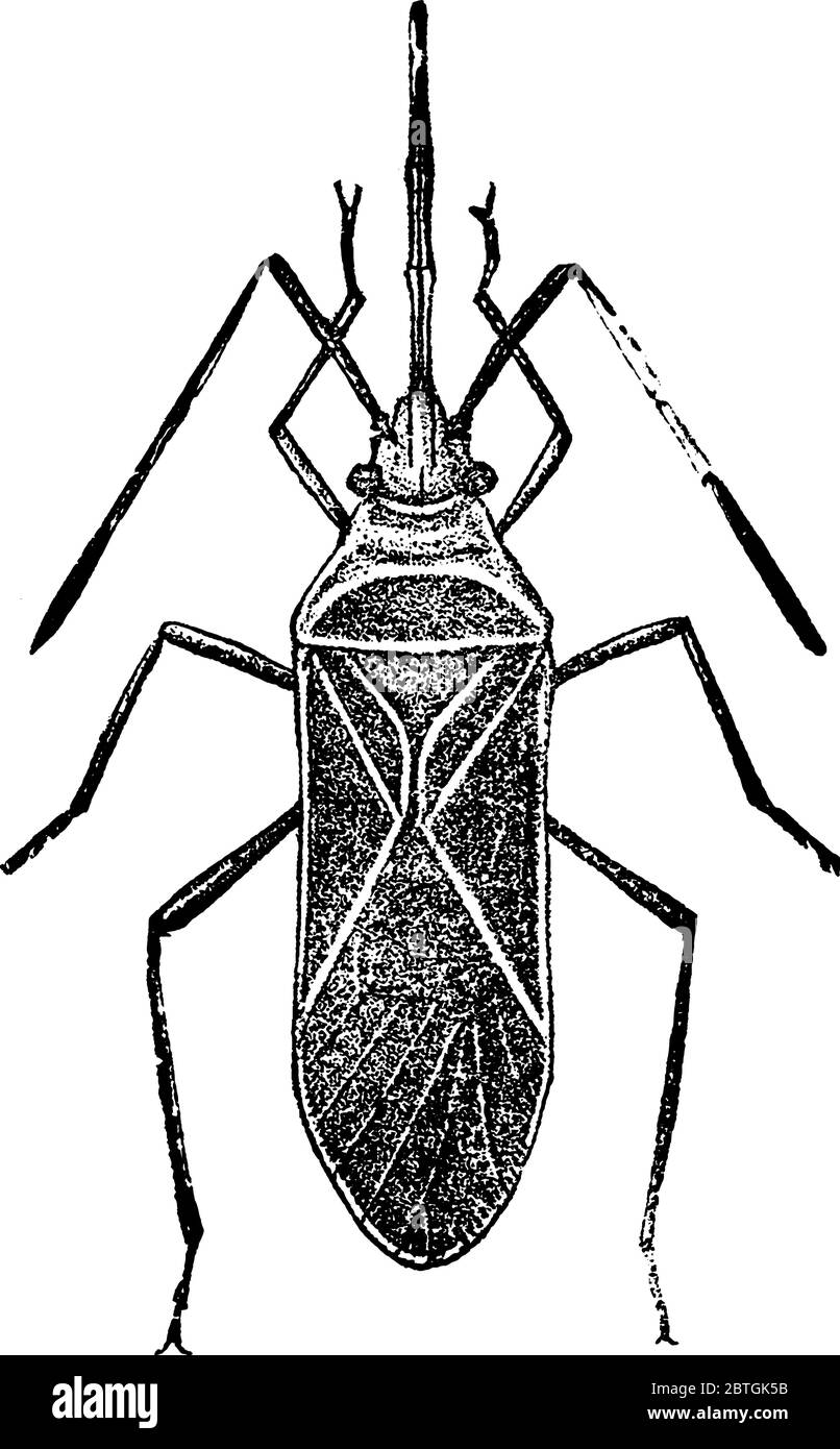 Image de Dysdercus suturellus adulte, dessin de ligne vintage ou illustration de gravure. Illustration de Vecteur