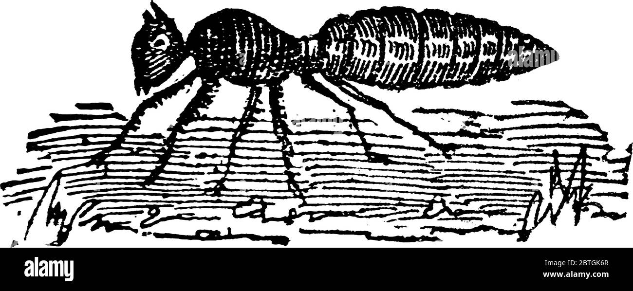Un petit insecte, un pismire, les fourmis sont des insectes eusociaux de la famille des Formicidae et, charecterisés par des antennes elbadées et le nœud distinctif comme str Illustration de Vecteur