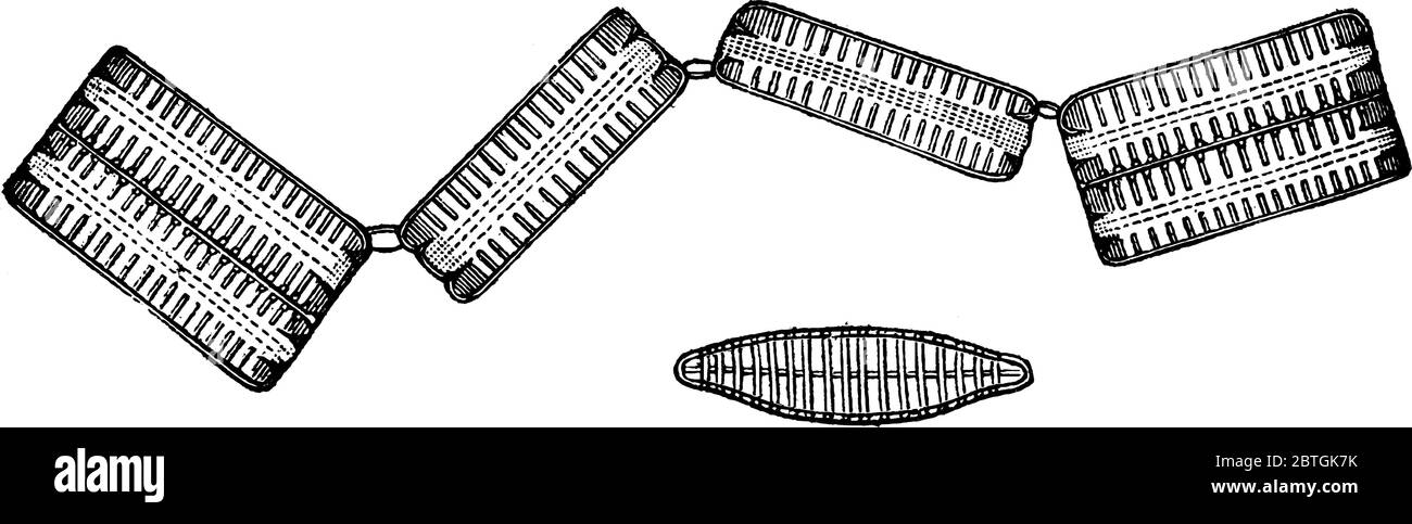 Figure montrant l'algue à cellule unique qui a une paroi cellulaire de silice, également appelée diatomées, dessin de ligne vintage ou illustration de gravure. Illustration de Vecteur