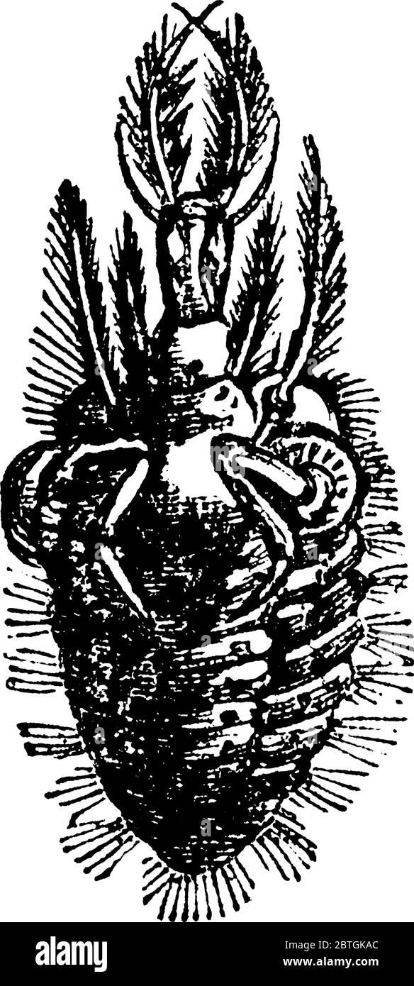 Une représentation typique de l'abeille, dans le stade larvaire avec des marques marbrées sur leur corps et des touffes de cheveux décrivant leur surface corporelle, vintage l Illustration de Vecteur