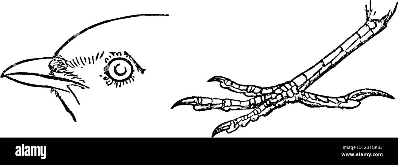 On y trouve l'oiseau de passerine de taille moyenne, l'espèce Calandrella brachydactyla, le visage de Lark avec des distincteyes et des bills avec lesquels ils creusent à uncov Illustration de Vecteur