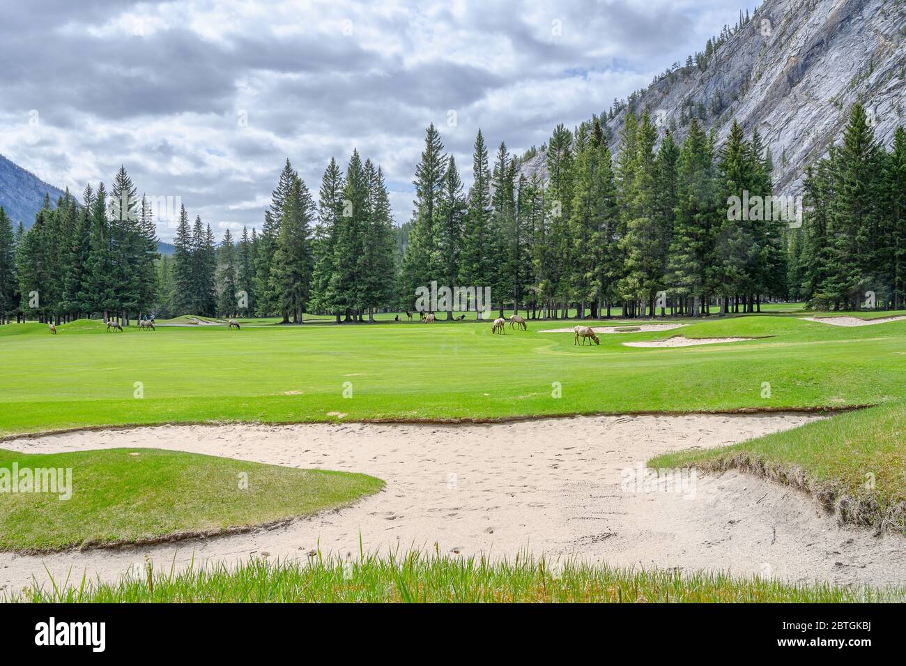 Wapitis paître sur l'herbe au parcours de golf Banff Springs, dans le parc national Banff, Canada Banque D'Images