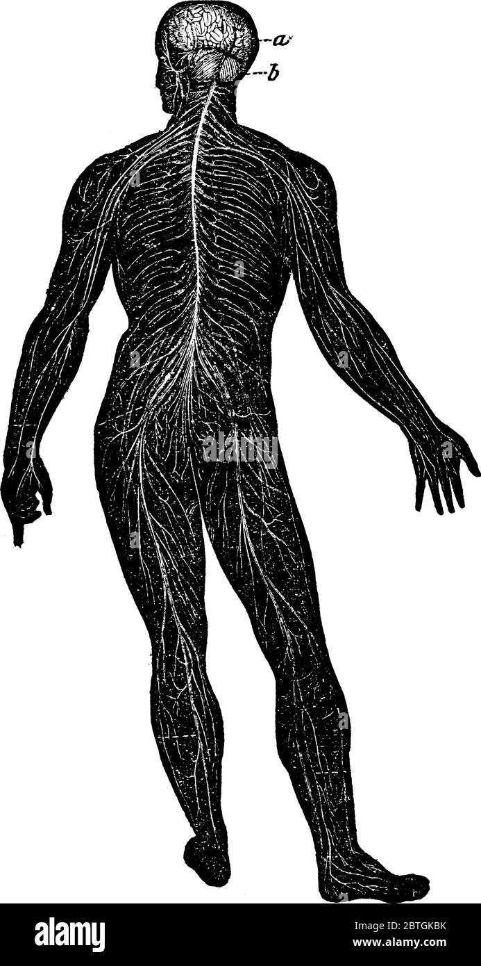 Un diagramme dans lequel le système nerveux complet est montré vintage dessin de ligne ou illustration de gravure. Illustration de Vecteur