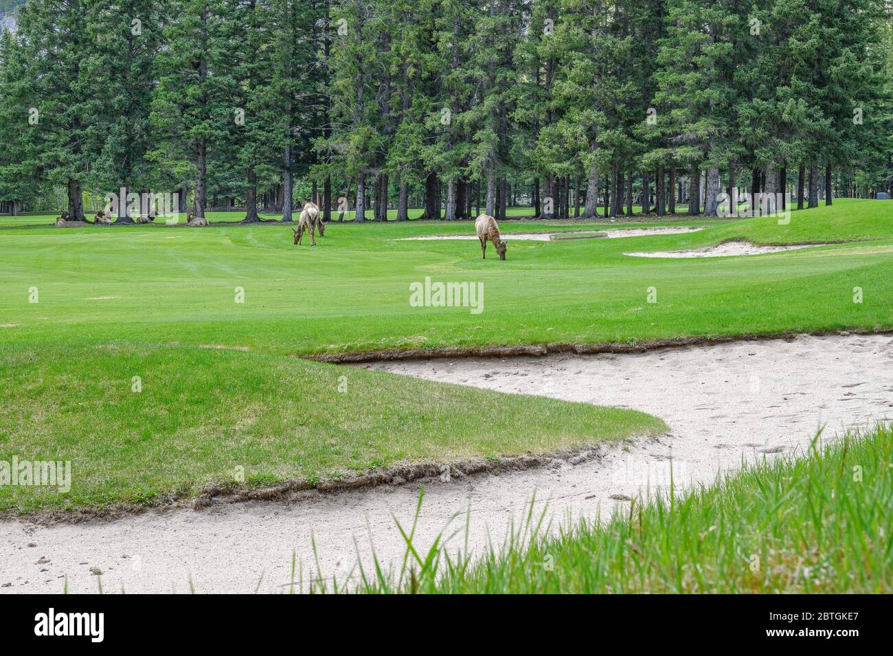 Wapitis paître sur l'herbe au parcours de golf Banff Springs, dans le parc national Banff, Canada Banque D'Images