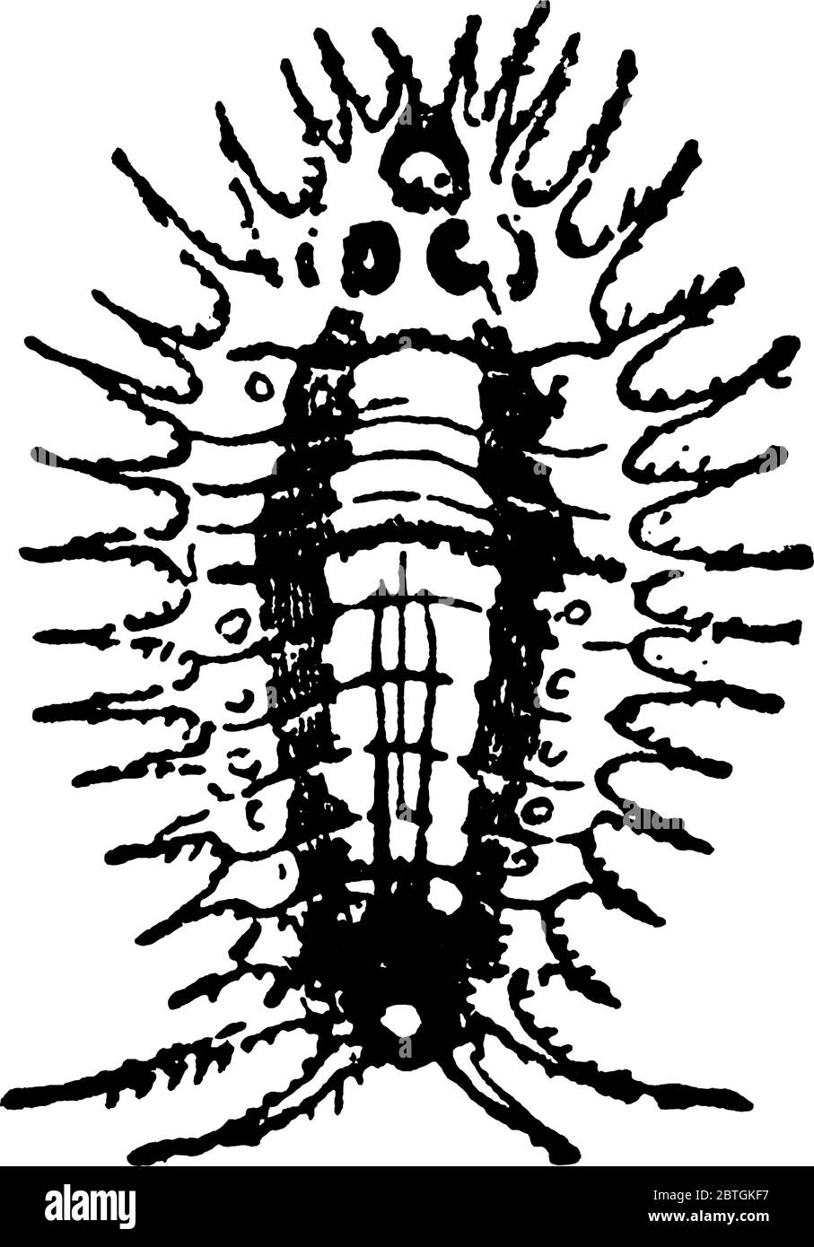 Image d'un coléoptère adulte, dessin de ligne vintage ou illustration de gravure. Illustration de Vecteur