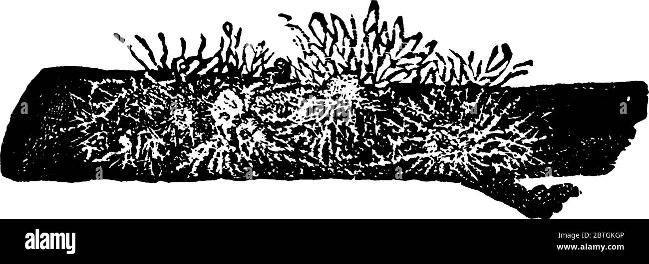 Pucerons, petits insectes végétaux, qui sont des membres de la superfamille Aphidoïdea. Ces insectes sont connus pour être les insectes les plus destructeurs de la Terre, Illustration de Vecteur