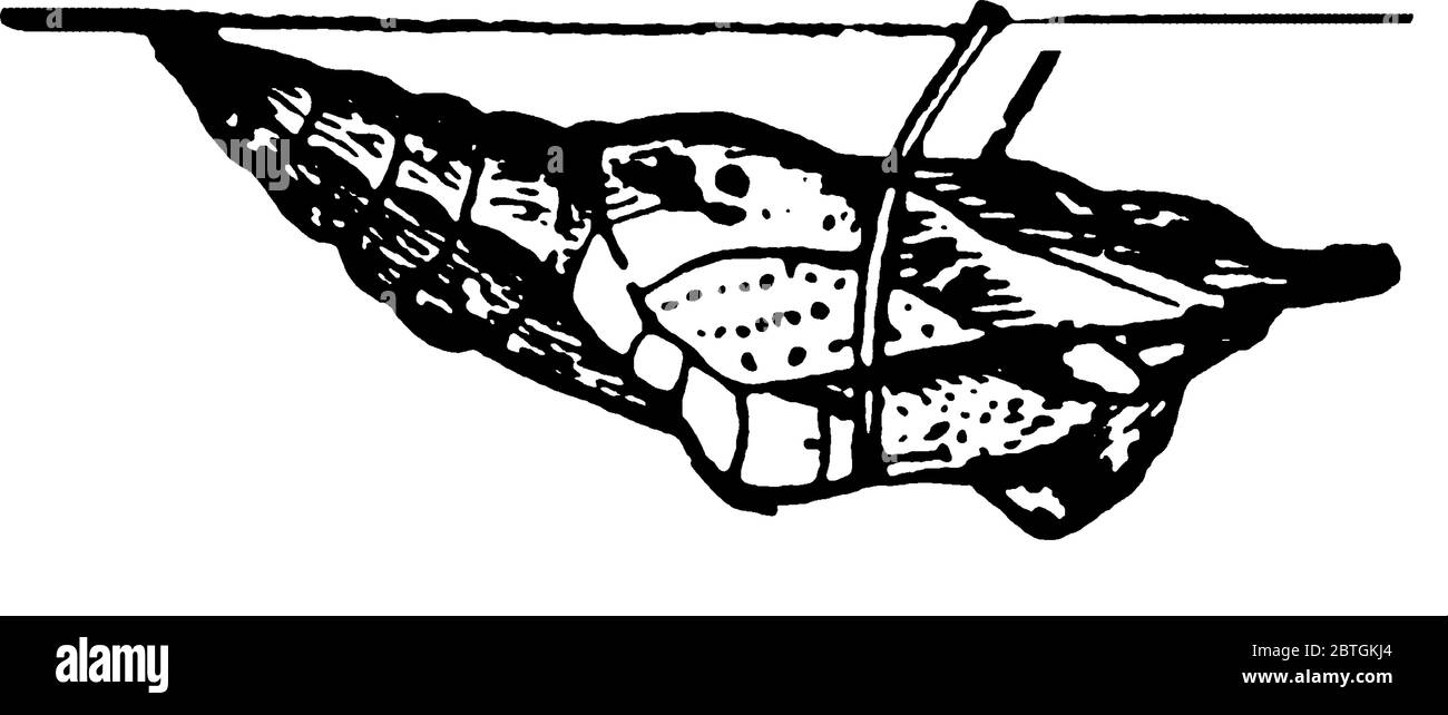 Chou papillon est un petit papillon blanc, ayant eu des pourrides avec la pointe noire dans la famille des Pieridae. Cette figure représente la Pupa de papillon de chou, Illustration de Vecteur