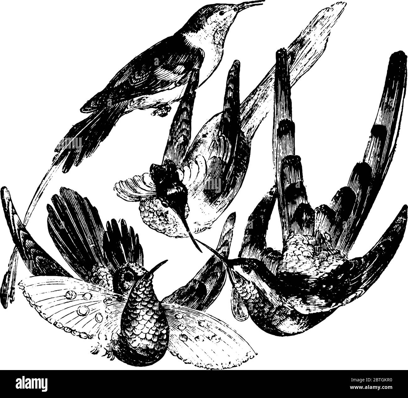 Des oiseaux de différentes tailles qui sont semblables seulement dans leurs longues et minces factures, vintage dessin de ligne ou illustration de gravure. Illustration de Vecteur