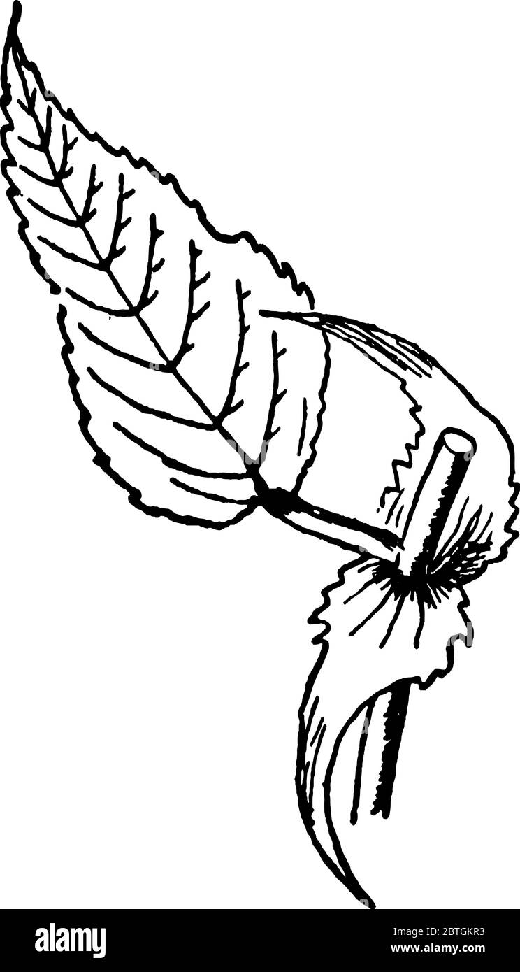 Feuille typique simple; alternée; bord légèrement lobé à la partie supérieure, sommet des lobes, légèrement pointue et en forme de coeur à la base, niv Illustration de Vecteur