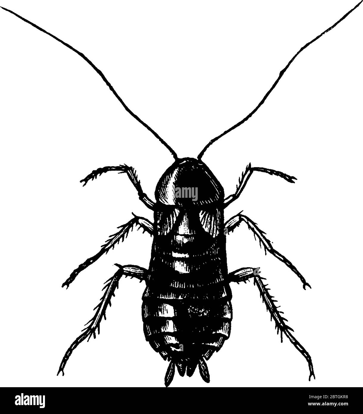 Les cafards sont des insectes de l'ordre de Blatodea, qui comprend également des termites, un dessin de ligne vintage ou une illustration de gravure. Illustration de Vecteur