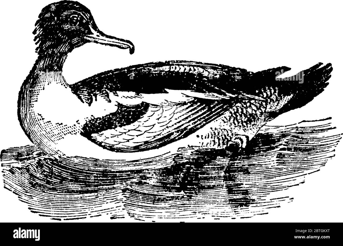 Un oiseau à pieds dans la famille des canards. Le mâle adulte mesure 26 pouces de longueur avec la tête et la partie supérieure du cou d'un vert brillant riche, TH Illustration de Vecteur