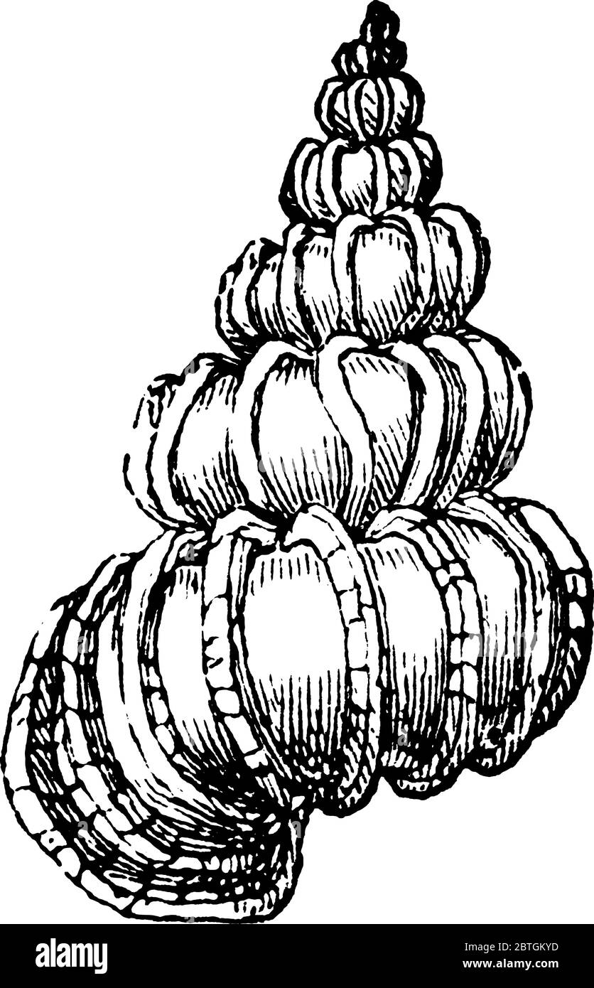 Le piège à wentle, un mollusque de gastropodes nommé d'après son apparence d'escalier en spirale, dessin de ligne vintage ou illustration de gravure. Illustration de Vecteur